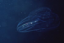 Bioluminescent zooplankton, Arctic