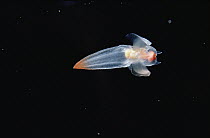Naked Sea Butterfly (Clione limacina), Arctic