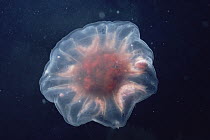 Arctic Jellyfish, approximately eight inches in diameter, Admiralty Inlet, Baffin Island, Canada