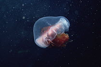 Arctic Jellyfish, approximately eight inches in diameter, Admiralty Inlet, Baffin Island, Canada