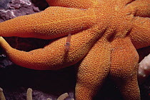 Sea Star with Red Shrimp, Baffin Island, Canada
