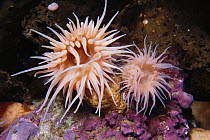 Sea anemones, Admiralty Inlet, Lancaster Sound, Nunavut, Canada