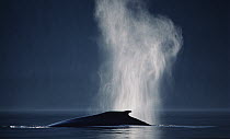 Humpback Whale (Megaptera novaeangliae) spouting, Alaska