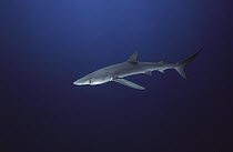 Blue Shark (Prionace glauca), California