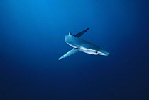 Blue Shark (Prionace glauca) underwater portrait, California
