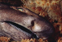Swell Shark (Cephaloscyllium ventriosum) close-up of face