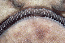 Swell Shark (Cephaloscyllium ventriosum) close-up of teeth
