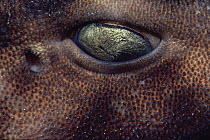Swell Shark (Cephaloscyllium ventriosum) eye