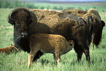 American Bison (Bison bison) mother with nursing calf, South Dakota