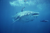 Whale Shark (Rhincodon typus) swimming underwater with symbiotic Pilot Fish (Naucrates ductor), Baja California, Mexico