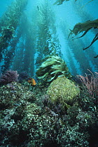 Giant Kelp (Macrocystis pyrifera) forest, with Garibaldi (Hypsypops rubicundus), Channel Islands National Park, California