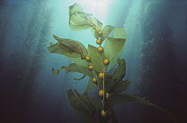 Giant Kelp (Macrocystis pyrifera) forest, Channel Islands National Park, California