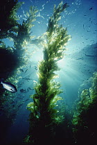 Giant Kelp (Macrocystis pyrifera) forest, Channel Islands National Park, California