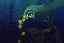 Giant Kelp (Macrocystis pyrifera), Channel Islands National Park, California