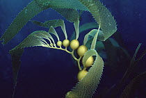 Giant Kelp (Macrocystis pyrifera) detail of air bladders, California