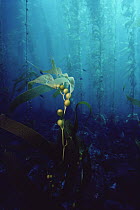 Giant Kelp (Macrocystis pyrifera) air bladders in kelp forest, Channel Islands National Park, California