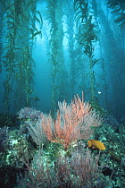 Giant Kelp (Macrocystis pyrifera) forest, with Garibaldi (Hypsypops rubicundus), Channel Islands National Park, California