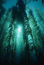 Giant Kelp (Macrocystis pyrifera) forest, shot looking up to surface of water, Channel Islands National Park, California