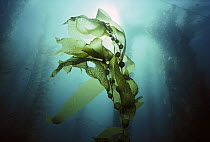 Giant Kelp (Macrocystis pyrifera) forest, underwater, California