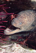 Moray Eel (Gymnothorax mordax) with cleaner shrimp, California