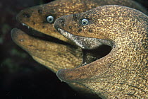 Moray Eel (Gymnothorax sp) pair, North America