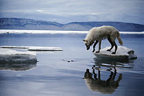 Arctic Wolf (Canis lupus) on ice floe, Ellesmere Island, Nunavut, Canada