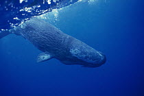 Sperm Whale (Physeter macrocephalus) adult diving, Dominica