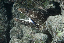 Moray Eel (Gymnothorax sp) with Goby (Gobiidae), North America