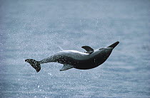 Spinner Dolphin (Stenella longirostris) jumping, Hawaii
