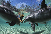 Bottlenose Dolphin (Tursiops truncatus) pair interacting with snorkeler, Hawaii
