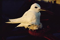 White Tern (Gygis alba) incubating egg, Hawaii