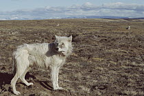 Arctic Wolf (Canis lupus) juvenile, Ellesmere Island, Nunavut, Canada