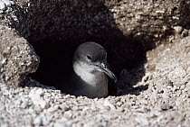 Wedge-tailed Shearwater (Puffinus pacificus) incubating egg in nesting burrow, Hawaiian Leeward Islands