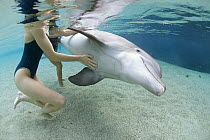 Bottlenose Dolphin (Tursiops truncatus) interacting with two female tourists, Hawaii