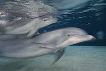 Bottlenose Dolphin (Tursiops truncatus) mother and young in motion, Hawaii