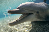 Bottlenose Dolphin (Tursiops truncatus) playing with a plastic six pack holder, Hawaii