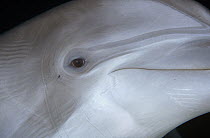 Bottlenose Dolphin (Tursiops truncatus) eye, Hawaii