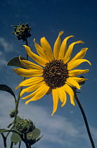 Sunflower (Helianthus petiolaris) closely related to the Common Sunflower, South Dakota