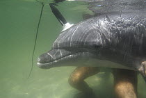 Bottlenose Dolphin (Tursiops truncatus) wearing hydrophone, Florida