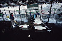 Dall's Porpoise (Phocoenoides dalli) in fishmarket with female market owner selecting meat for resale, Otsuchi harpoon fishery, northern Honshu Island, Japan