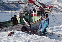 Dall's Porpoise (Phocoenoides dalli) being off-loaded from boat as part of harvest from Otsuchi harpoon fishery, Northern Honshu Island, Japan