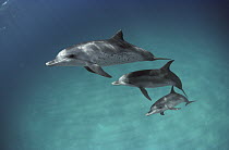 Atlantic Spotted Dolphin (Stenella frontalis) trio, Bahamas