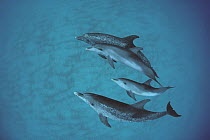 Atlantic Spotted Dolphin (Stenella frontalis) group with unspotted calf, Bahamas