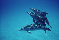 Atlantic Spotted Dolphin (Stenella frontalis) trio of well-spotted adults and lesser marked juveniles, Bahamas