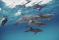 Atlantic Spotted Dolphin (Stenella frontalis) social group of well-spotted adults and lesser marked juveniles with tourist, Bahamas
