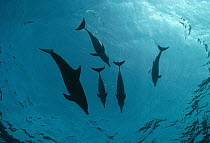 Atlantic Spotted Dolphin (Stenella frontalis) group underwater, Bahamas