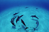 Atlantic Spotted Dolphin (Stenella frontalis) group, Bahamas