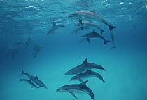 Atlantic Spotted Dolphin (Stenella frontalis) social group of well-spotted adults and lesser marked juveniles, Bahamas