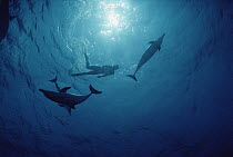 Atlantic Spotted Dolphin (Stenella frontalis) group swimming with tourist, Bahamas