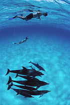 Atlantic Spotted Dolphin (Stenella frontalis) group swimming with divers, Bahamas